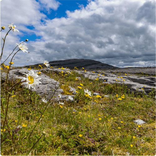 Wildflowers, including daisies and yellow blooms, grow among rocky ground under a partly cloudy sky. In the distance, a low hill rises—perfect terrain to explore on e-Whizz Electric bikes amid the open, natural landscape.