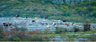 A herd of goats grazes on a rocky, grassy landscape with shrubs, as e-Whizz Electric bikes glide by the dense, green woodland and towering cliffs in the background.
