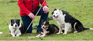 A person in a red jacket kneels on grass beside three Border Collies, all sitting and panting with tongues out. The e-Whizz Electric bikes logo is visible on the jacket as the group appears happy and relaxed outdoors.